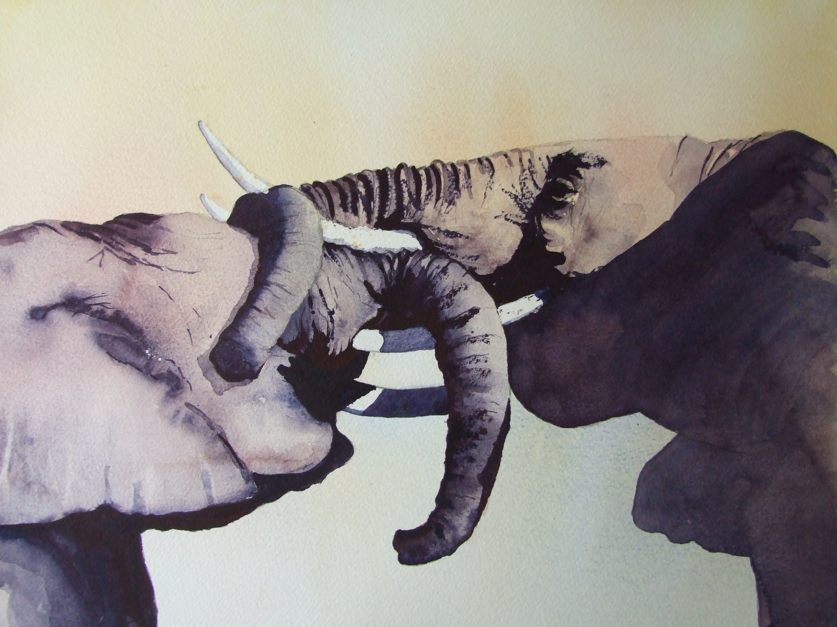 Young_Elephants_Playfighting