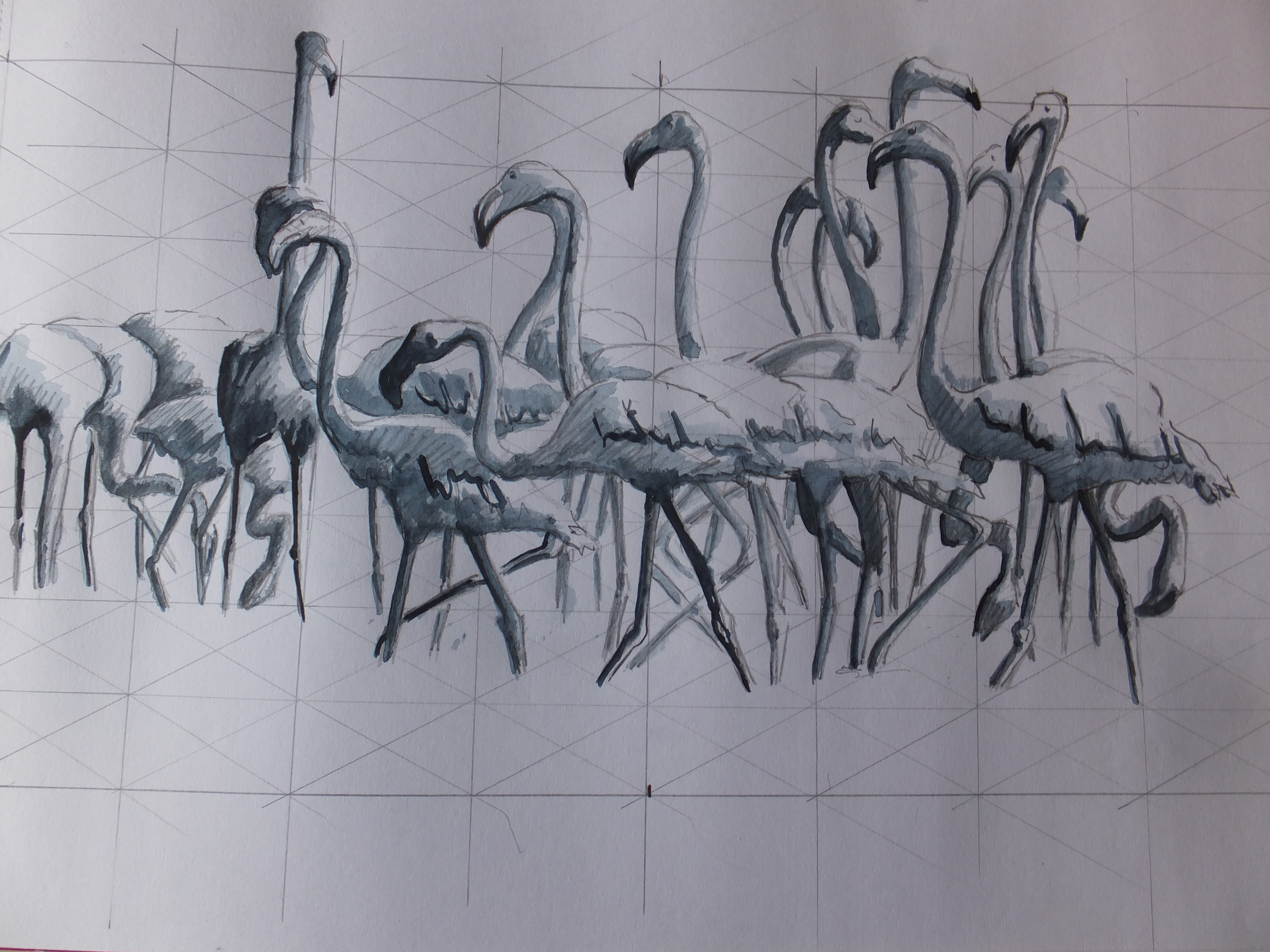 flamingos-in-the-camargue