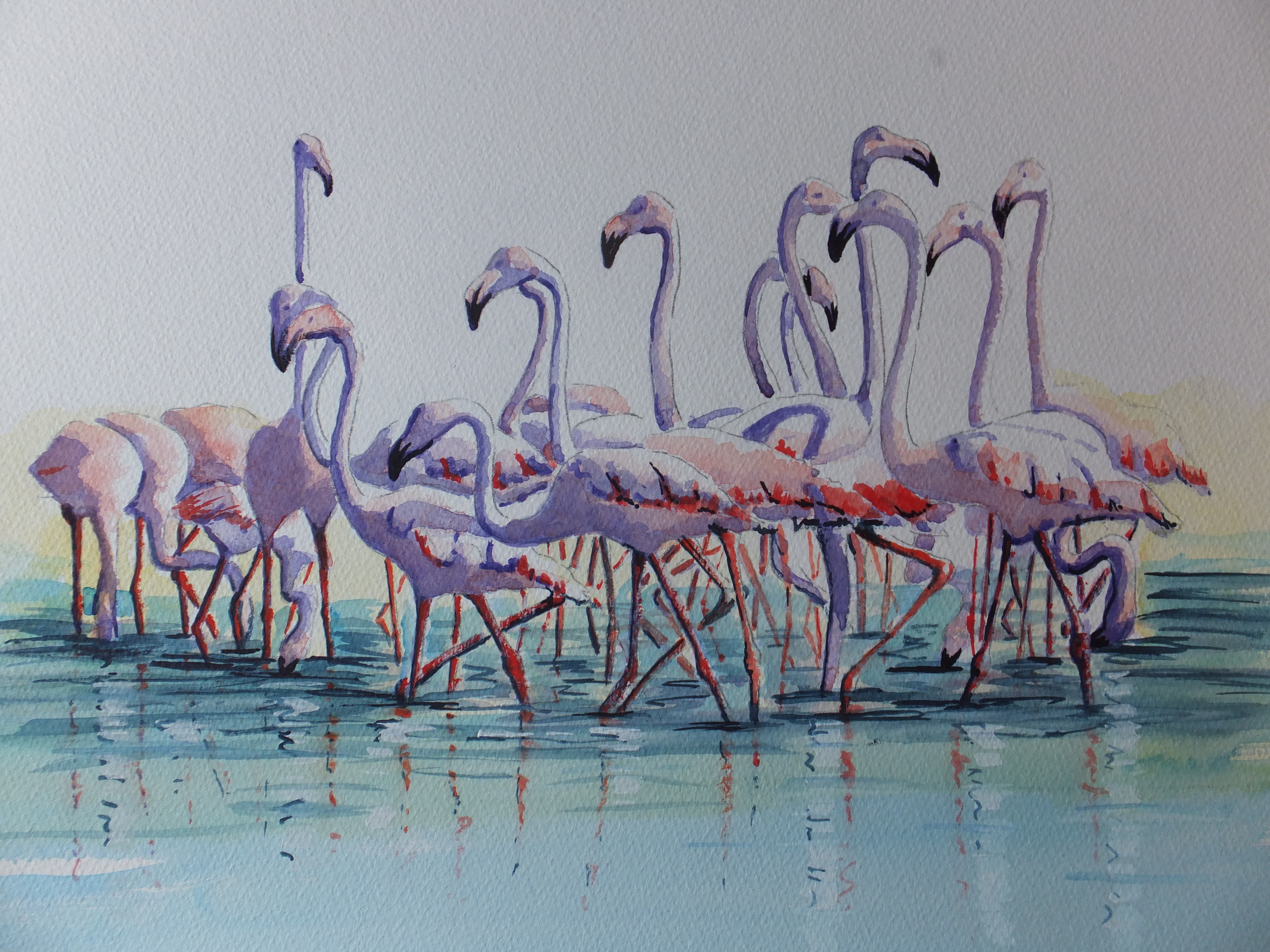 flamingos-in-the-camargue