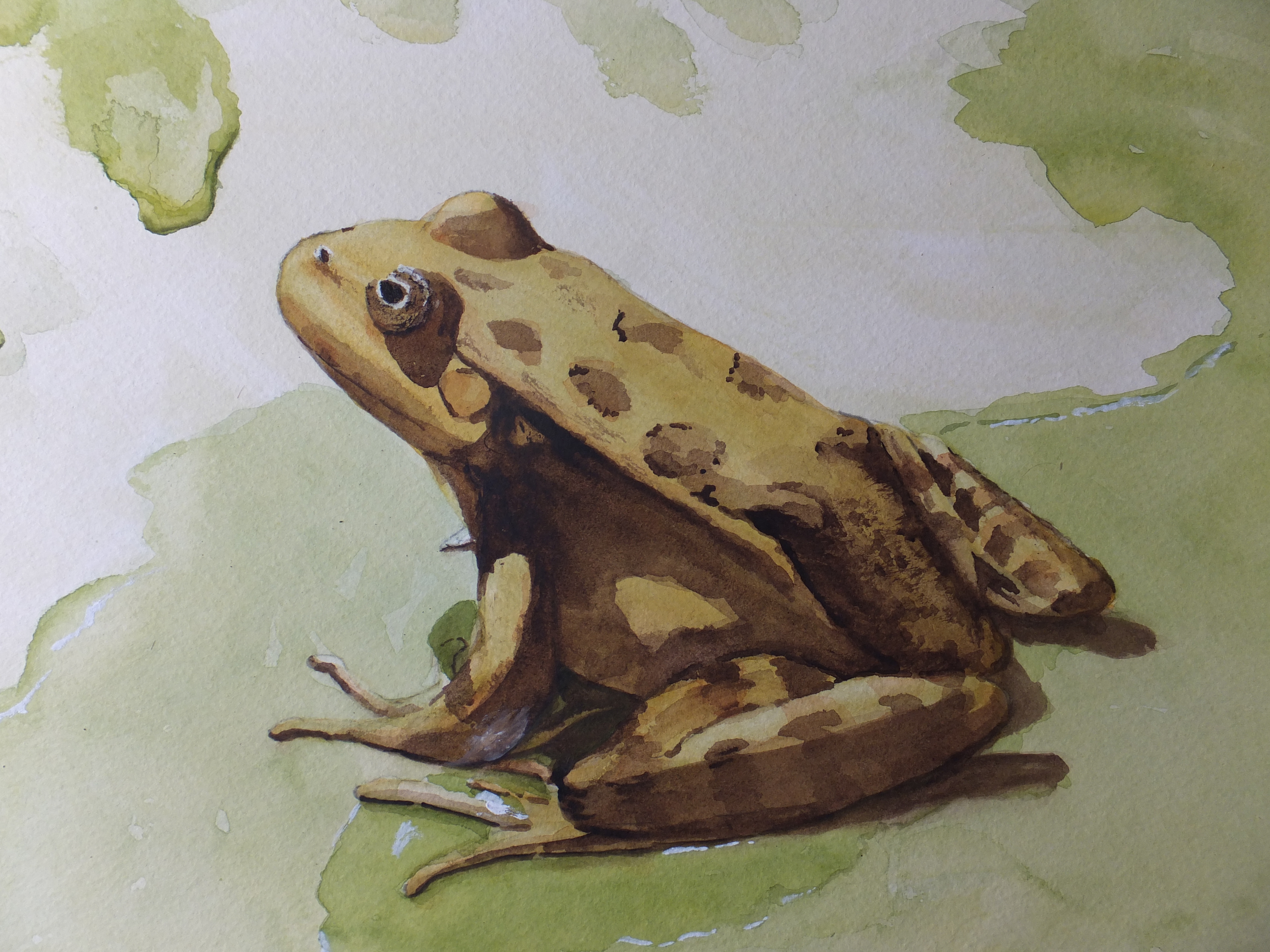 Finished Frog