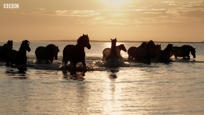 Camargue Wild Horses